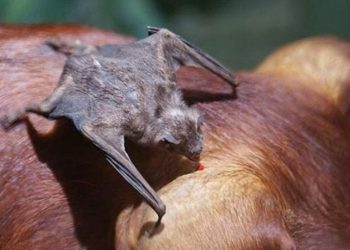 Casos de raiva em bovinos em Chapadão do Sul eleva alerta em propriedades da região