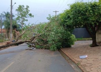 Ventania de 70 km/h derruba árvores e deixa Cassilândia sem luz por mais de uma hora