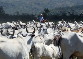 Arroba do boi gordo atinge recorde de R$ 275 no MS, impulsionada pela baixa oferta de animais