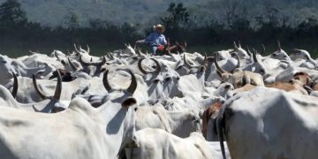 Arroba do boi gordo atinge recorde de R$ 275 no MS, impulsionada pela baixa oferta de animais