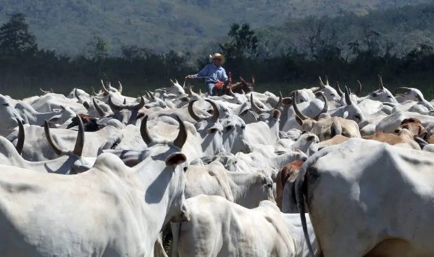 Arroba do boi gordo atinge recorde de R$ 275 no MS, impulsionada pela baixa oferta de animais
