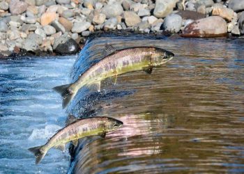 Rio Sucuriú: Início do defeso começa em 5 de novembro e limita a pesca para preservação de espécies