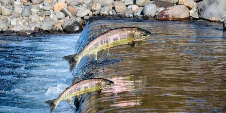 Rio Sucuriú: Início do defeso começa em 5 de novembro e limita a pesca para preservação de espécies