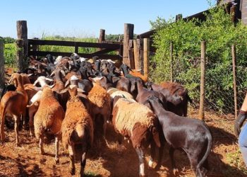 Prazo para regularização de rebanhos de ovinos e caprinos em MS vai até dezembro de 2025