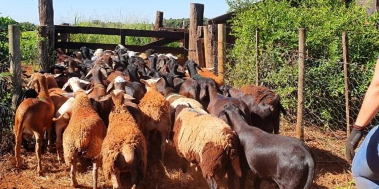 Prazo para regularização de rebanhos de ovinos e caprinos em MS vai até dezembro de 2025