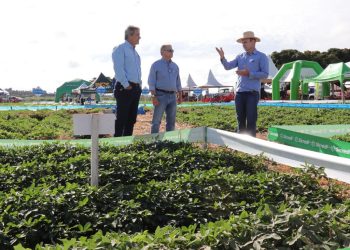 Expansão do amendoim fortalece diversificação agrícola em Mato Grosso do Sul