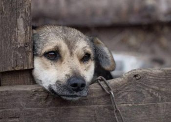 Ferramenta digital facilita denúncias de maus-tratos a animais em MS