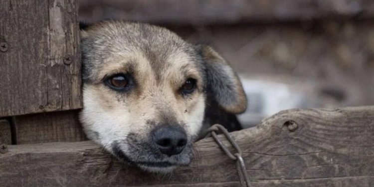 Ferramenta digital facilita denúncias de maus-tratos a animais em MS