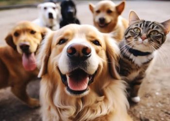 Costa Rica intensifica controle populacional de animais com Castramóvel