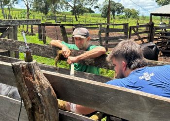 Costa Rica realiza nova etapa de programa para aprimorar pecuária leiteira