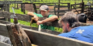 Costa Rica realiza nova etapa de programa para aprimorar pecuária leiteira