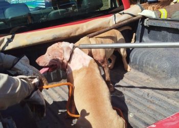 Cães atacam e matam outro animal em Chapadão do Sul; caso é registrado pela polícia