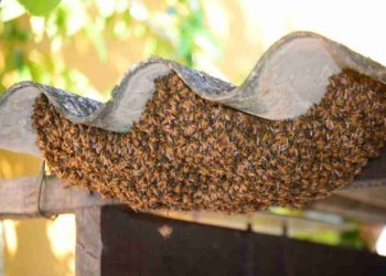 Ataque de abelhas resulta em morte de trabalhador em fazenda de Figueirão