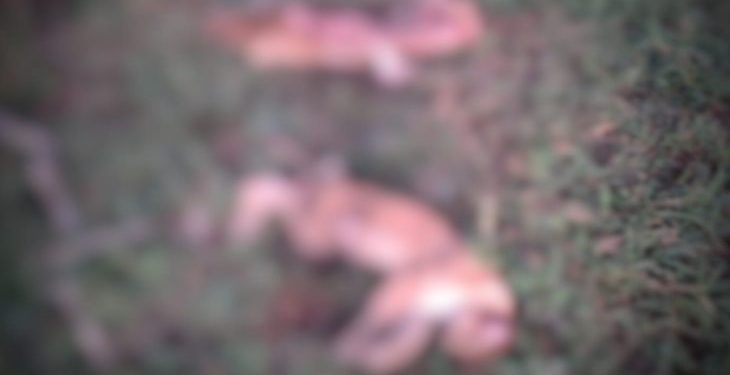 PMA prende homem suspeito de abater duas onças-pardas em Camapuã