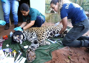 Onça-pintada capturada no Pantanal é transferida para área específica de fauna silvestre em SP
