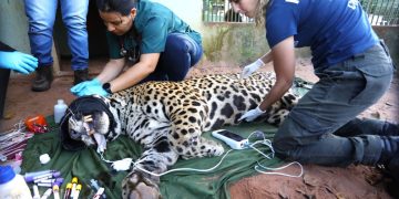 Onça-pintada capturada no Pantanal é transferida para área específica de fauna silvestre em SP