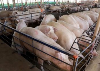 Com quase 300 granjas, suinocultura impulsiona economia de MS