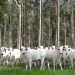 Com área livre de aftosa, trânsito de bovinos de MS para todo o território nacional está liberado