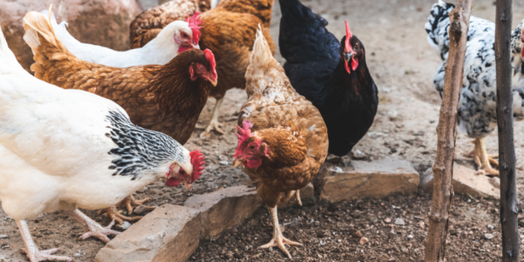 Agraer, Embrapa e Iagro reforçam prevenção à gripe aviária com foco na agricultura familiar