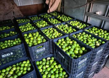 Fruticultura de Costa Rica avança e envia primeira remessa de limões para Campo Grande