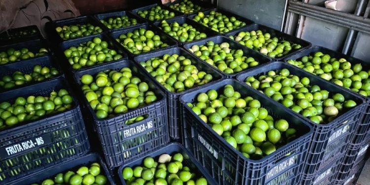 Fruticultura de Costa Rica avança e envia primeira remessa de limões para Campo Grande