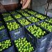 Fruticultura de Costa Rica avança e envia primeira remessa de limões para Campo Grande