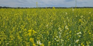 Visando diversificar safra agrícola, Governo posterga recolhimento do ICMS da carinata e outros 5 produtos