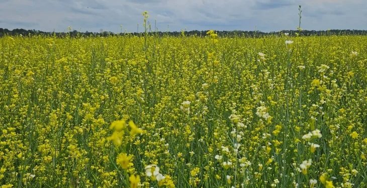 Visando diversificar safra agrícola, Governo posterga recolhimento do ICMS da carinata e outros 5 produtos