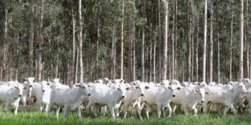 Declaração de Rebanho: segunda etapa da campanha da Iagro começa em 1º de novembro