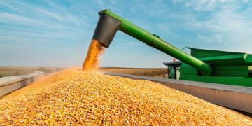 MS registra aumento histórico na produção de milho com safra de 14,2 milhões de toneladas