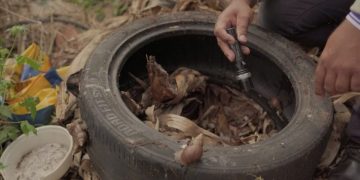 Boletim Epidemiológico: MS registra 8.252 casos confirmados de dengue